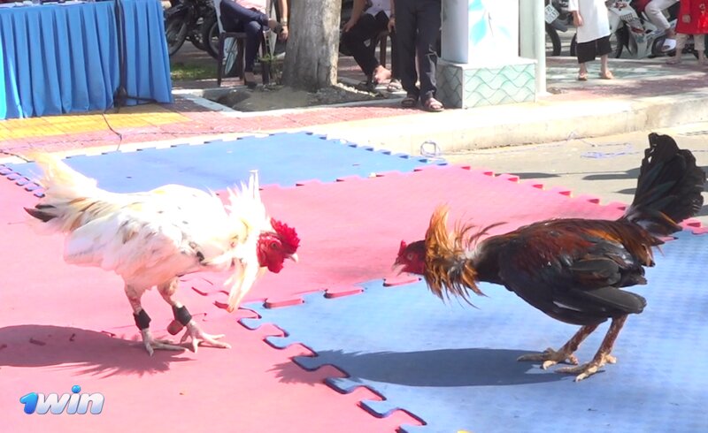 Cockfighting 1win Bangladesh - What Is Cockfighting 1win Bangladesh?